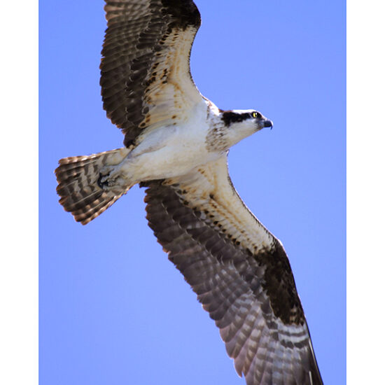 Osprey- Photo by Ken Buckner (1968)