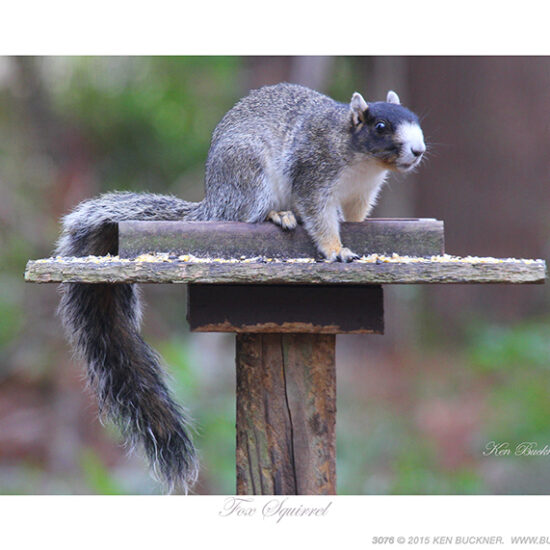 Fox Squirrel- Photo by Ken Buckner (3076)