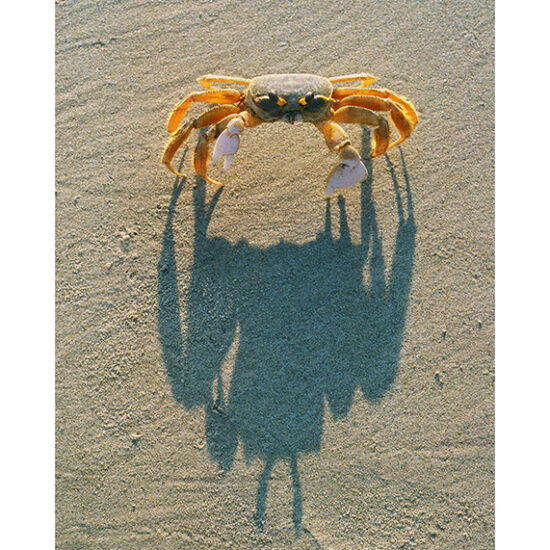 Ghost Crab Shadow- Photo by Ken Buckner (0365)