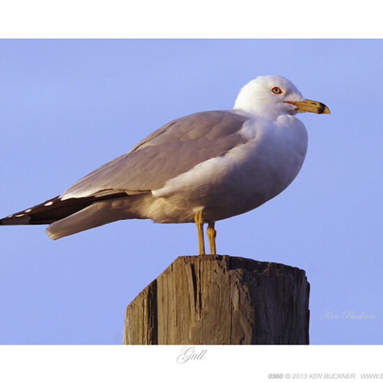 Gull- Photo by Ken Buckner (0360)