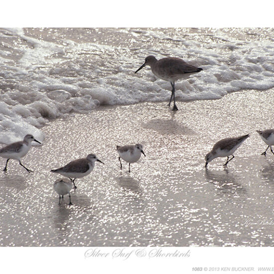 Silver Surf and Shorebirds- Photo by Ken Buckner (1083)