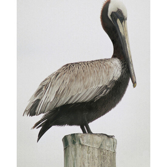 Spring Pelican- Photo by Ken Buckner (1268)