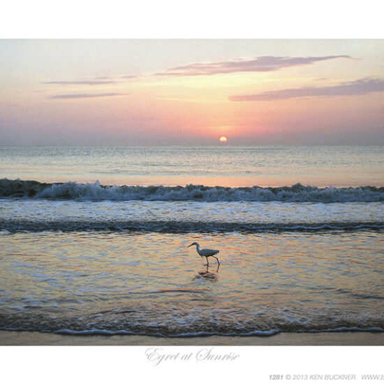 Egret at Sunrise- Photo by Ken Buckner (1281)