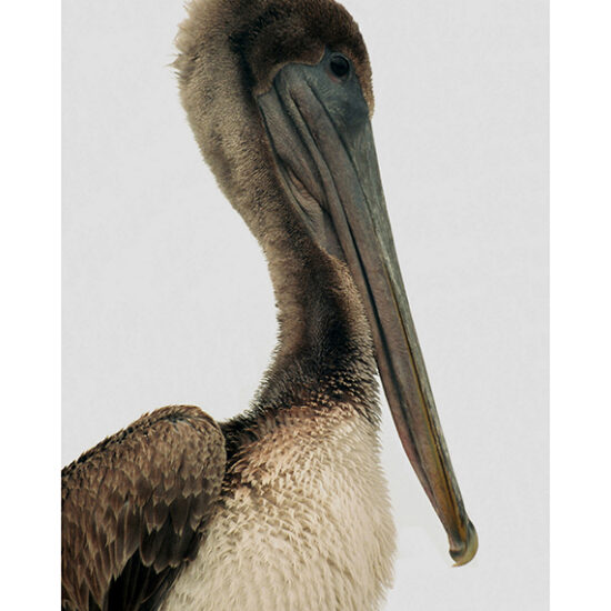 Pelican Personality #1- Photo by Ken Buckner (1062)