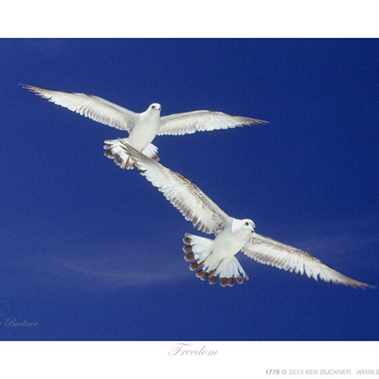 Freedom- Photo by Ken Buckner (1776)