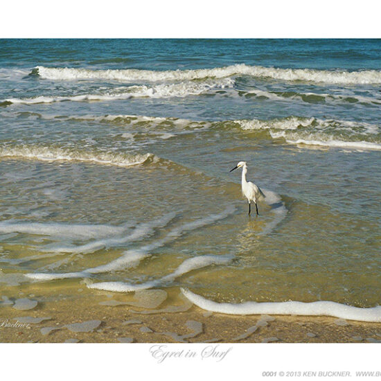 Egret in Surf- Photo by Ken Buckner (0001)