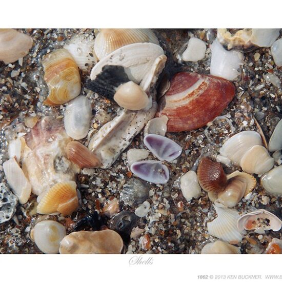 Shells- Photo by Ken Buckner (1862)