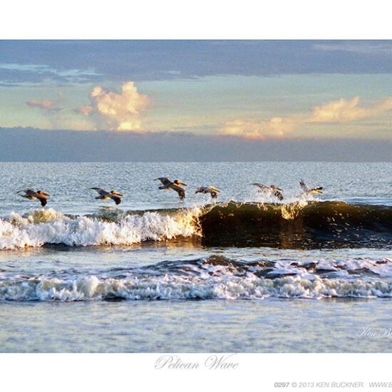 Pelican Wave- Photo by Ken Buckner (0297)