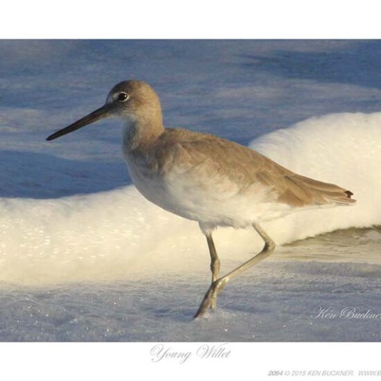 Young Willet- Photo by Ken Buckner (2094)