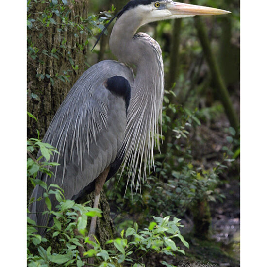 Great Blue Heron- Photo by Ken Buckner (1892)
