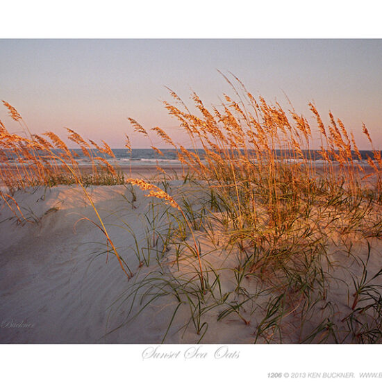 Sunset Sea Oats- Photo by Ken Buckner (1206)
