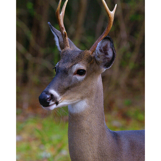 Young Buck- Photo by Ken Buckner (3036)