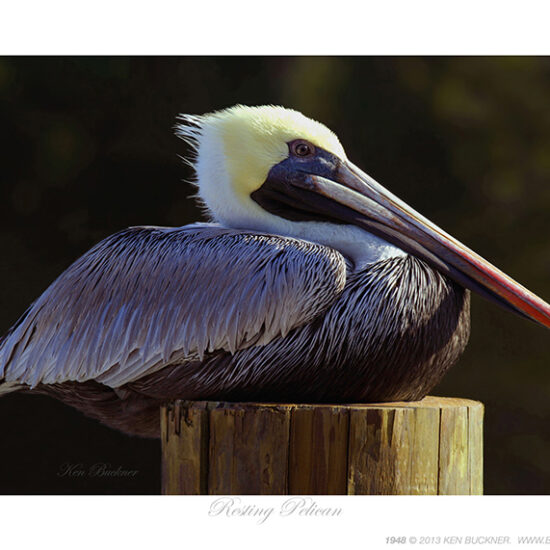 Resting Pelican- Photo by Ken Buckner (1948)