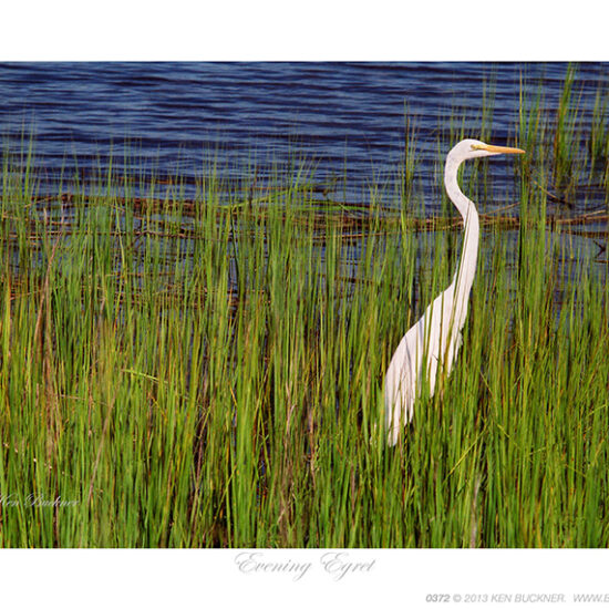 Evening Egret- Photo by Ken Buckner (0372)