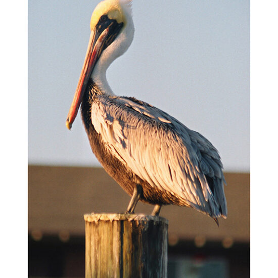 Sunset Pelican- Photo by Ken Buckner (0302)