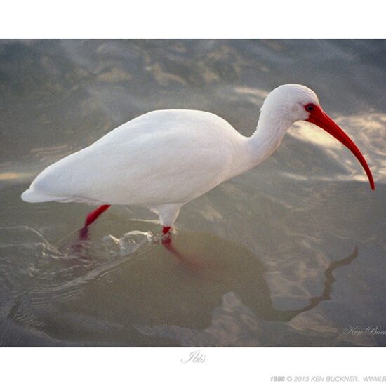 Ibis- Photo by Ken Buckner (1888)