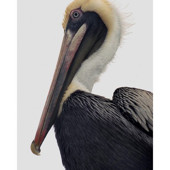 Pelican Personality #2- Photo by Ken Buckner (1085)