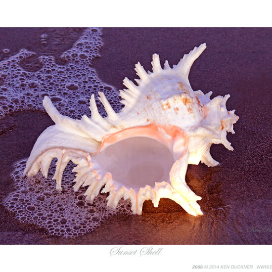 Sunset Shell- Photo by Ken Buckner (2068)