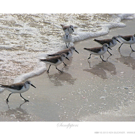 Sandpipers- Photo by Ken Buckner (1081)