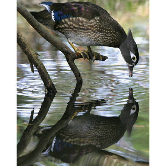 Female Wood Duck- Photo by Ken Buckner (1906)