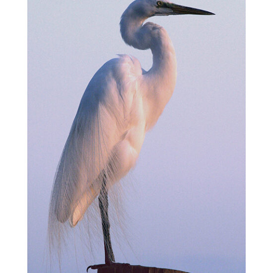 Egret at Sunset- Photo by Ken Buckner (1910)
