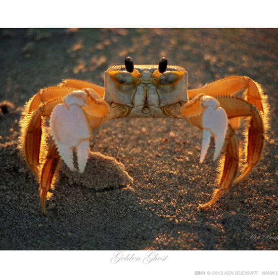 Golden Ghost- Photo by Ken Buckner (0841)