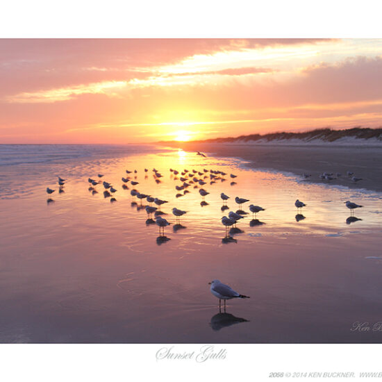 Sunset Gulls- Photo by Ken Buckner (2056)