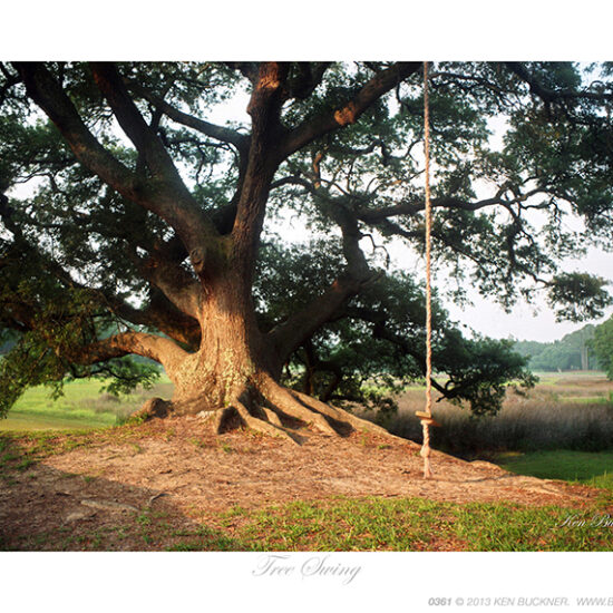 Tree Swing- Photo by Ken Buckner (0361)