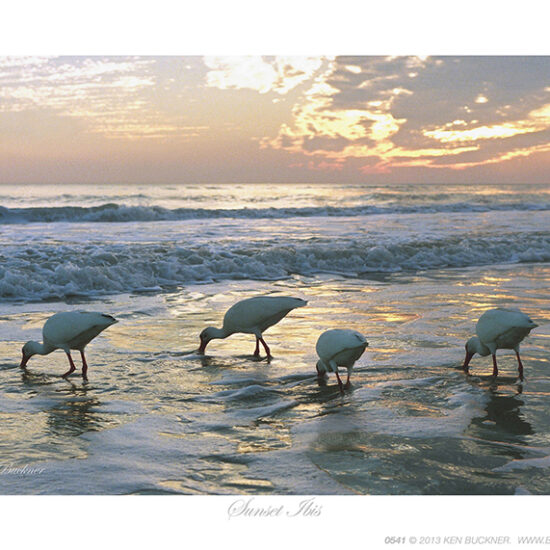 Sunset Ibis- Photo by Ken Buckner (0541)