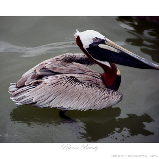 Pelican Beauty- Photo by Ken Buckner (1273)