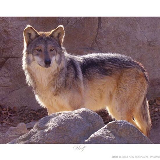 Wolf- Photo by Ken Buckner (3030)