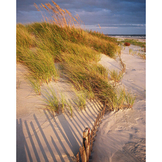 Sand Fence & Dune- Photo by Ken Buckner (0485)