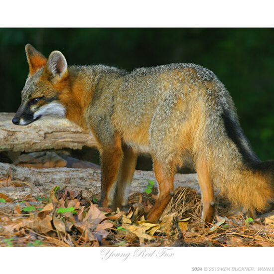 Young Red Fox- Photo by Ken Buckner (3034)