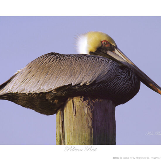 Pelican Rest- Photo by Ken Buckner (1875)