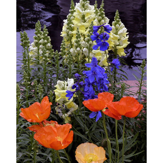 Snapdragons & Poppies- Photo by Ken Buckner (1912)
