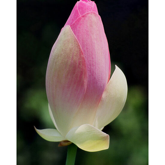 Lotus Bud- Photo by Ken Buckner (1858)