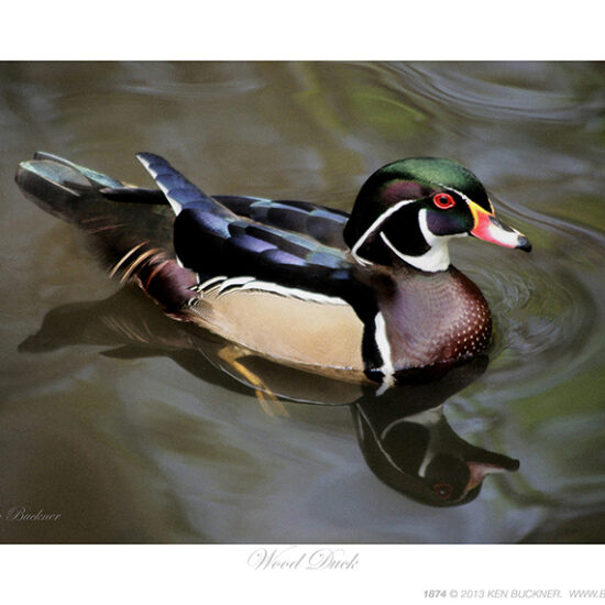 Wood Duck- Photo by Ken Buckner (1874)